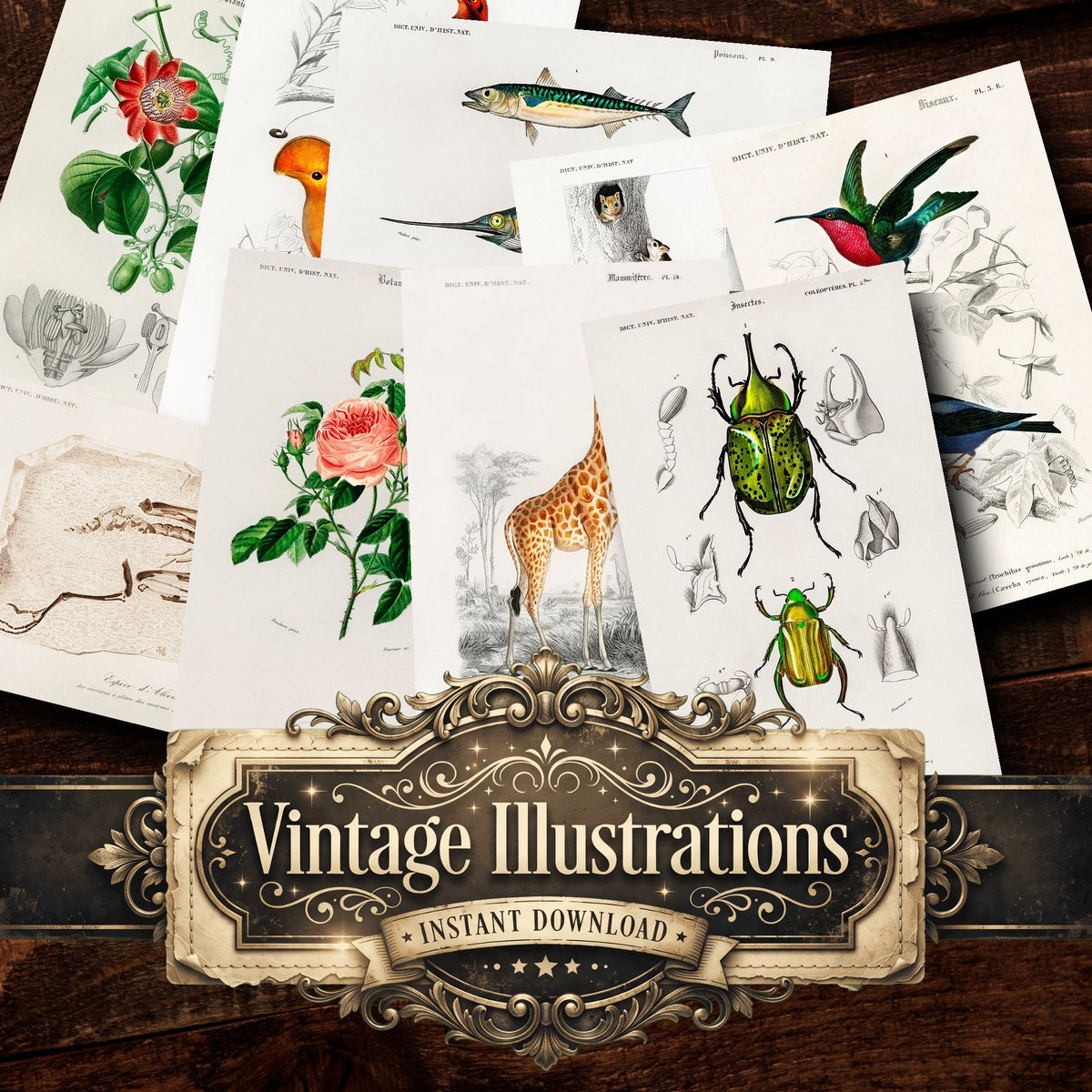 Dictionnaire Universel Dhistoire Naturelle Vintage Prints