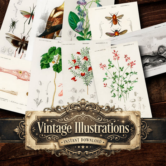 Dictionnaire Universel Dhistoire Naturelle Vintage Prints