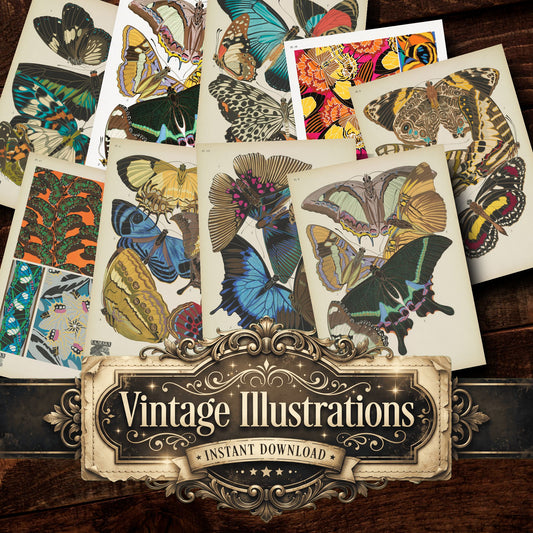 E A Seguy Vintage Prints