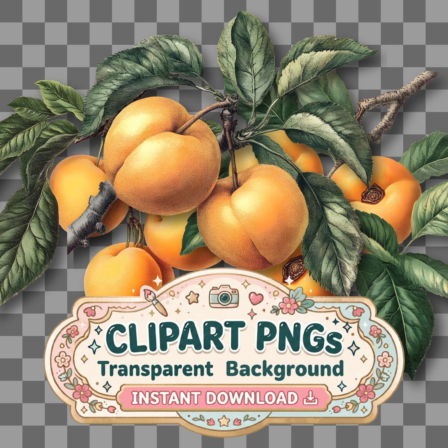 Apricots Vintage Style Clipart Pngs