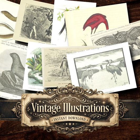 Fauna Vintage Prints