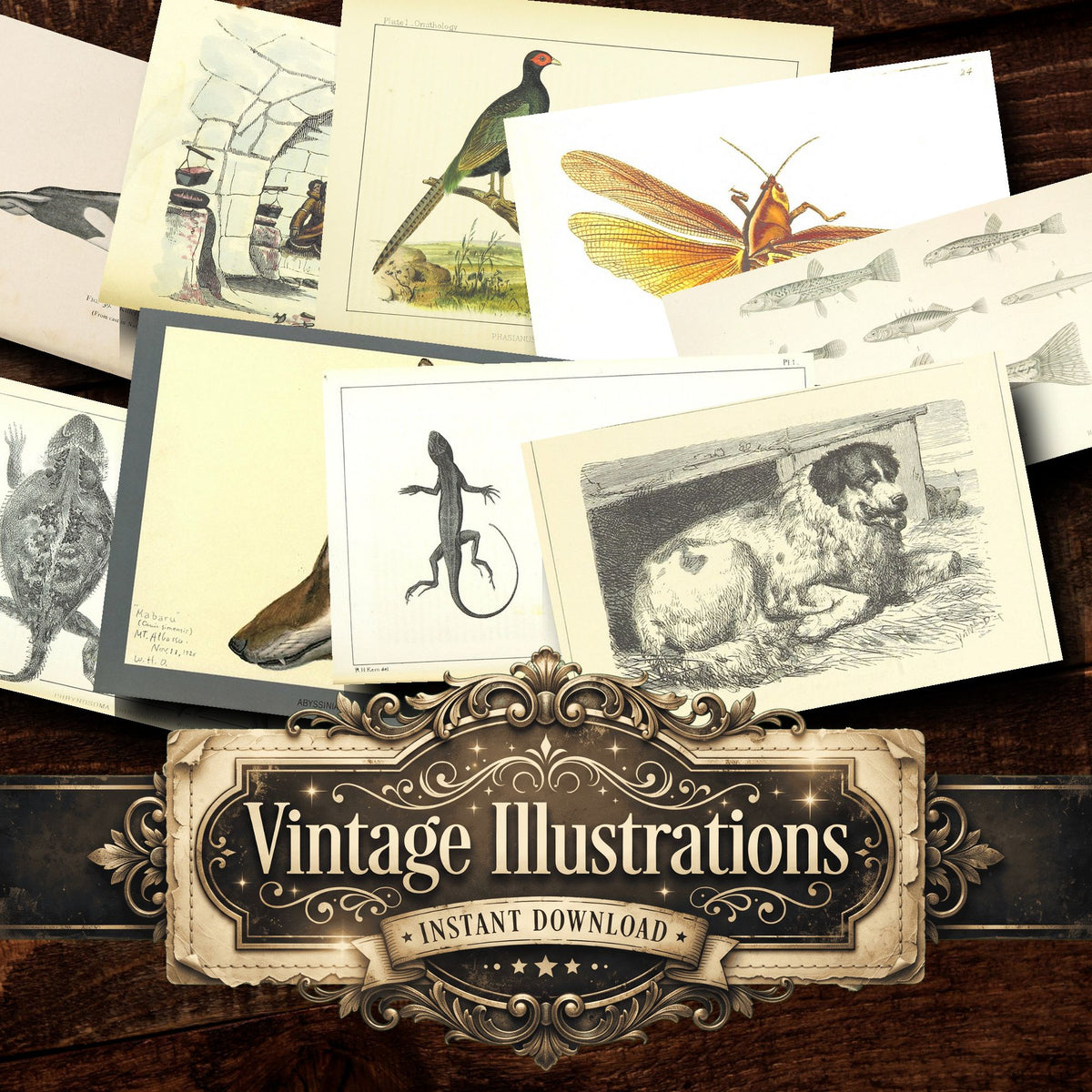 Fauna Vintage Prints