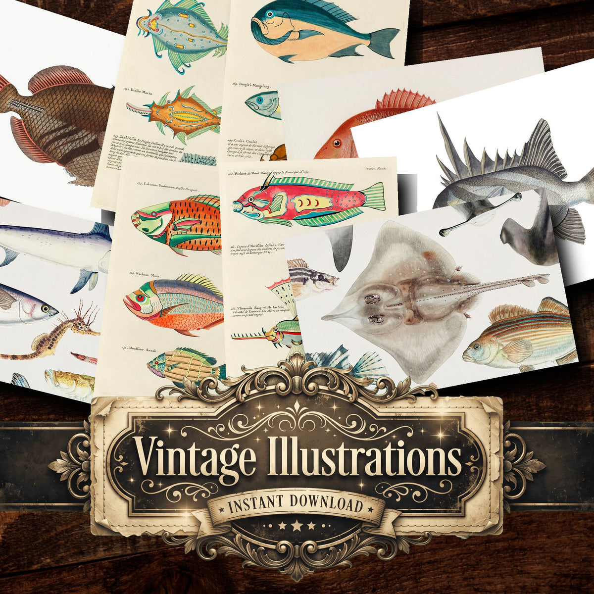 Fish Vintage Prints