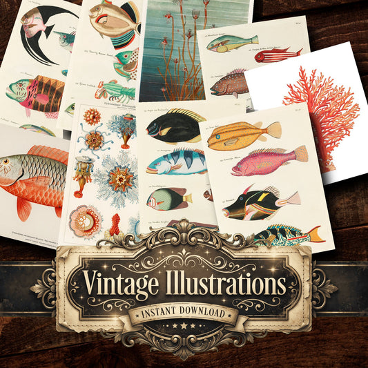 Fish Vintage Prints