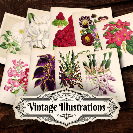 Floral Vintage Prints