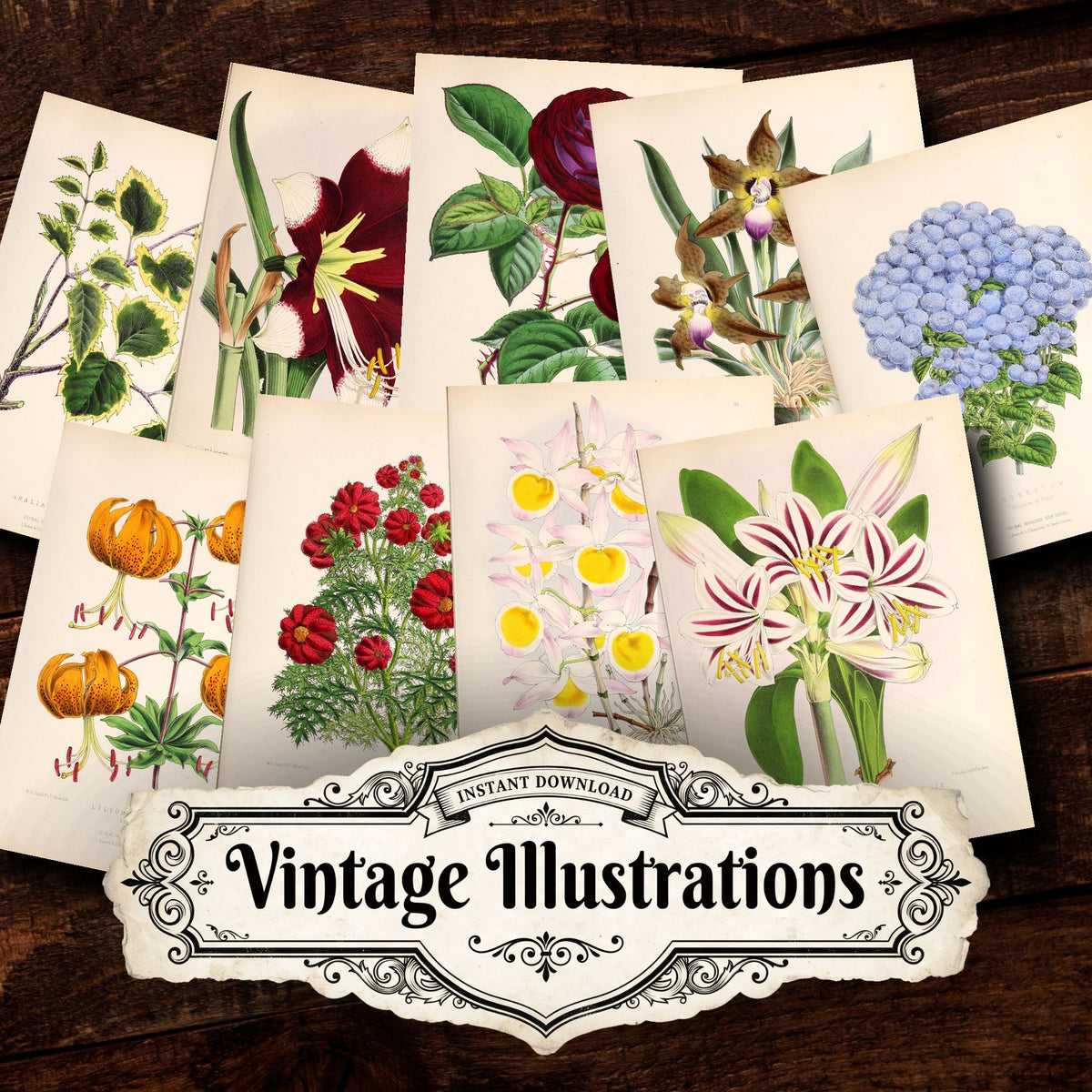Floral Vintage Prints