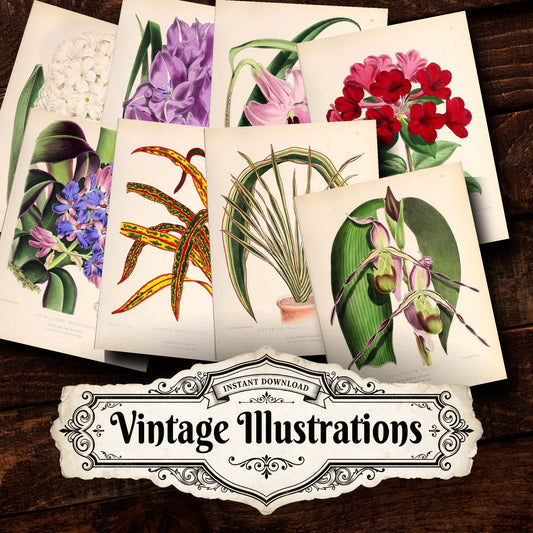 Floral Vintage Prints