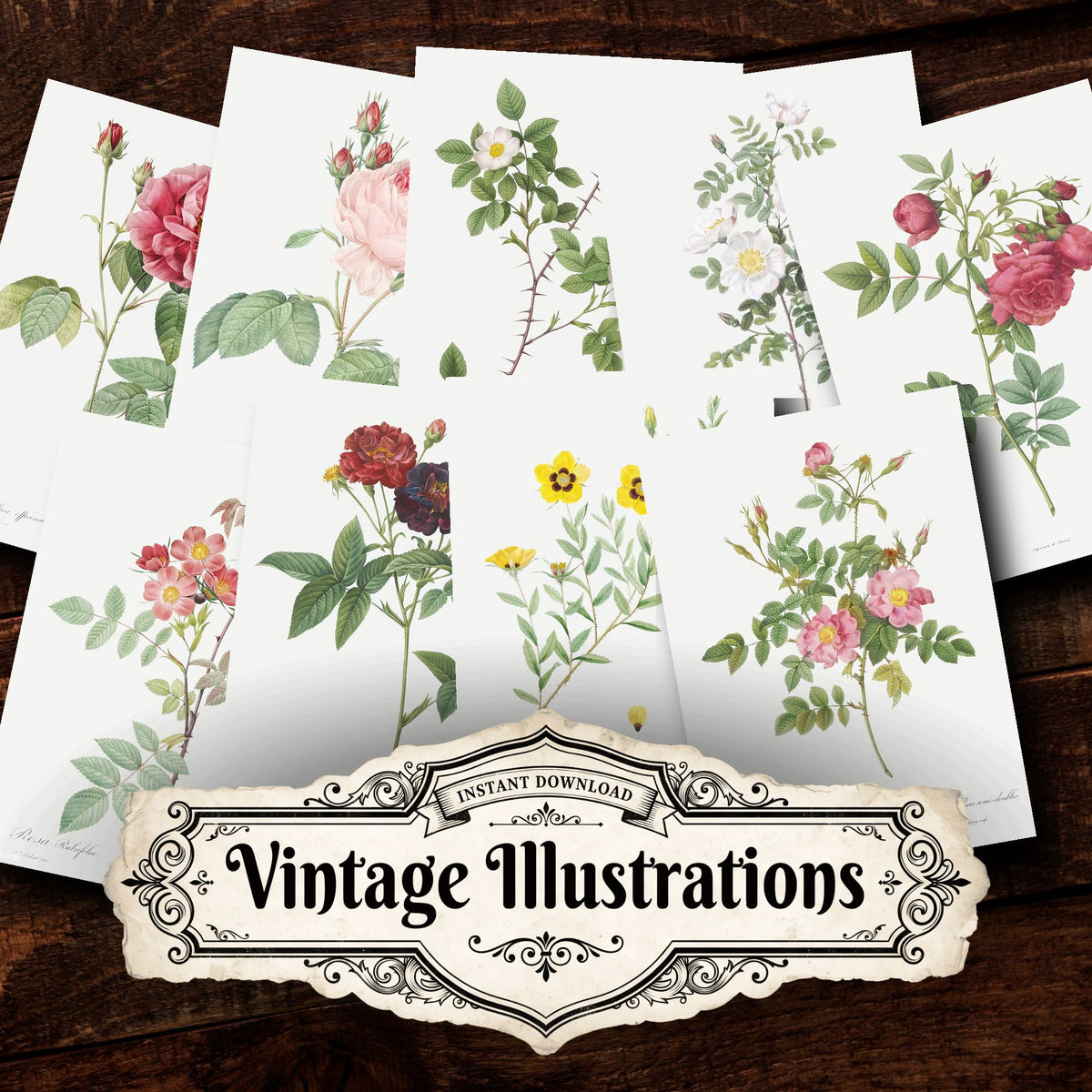 Collage of Floral vintage illustrations, printable digital download