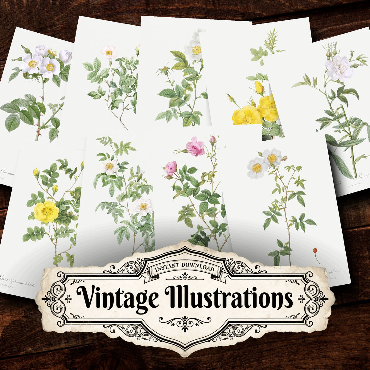 Collage of Floral vintage illustrations, printable digital download