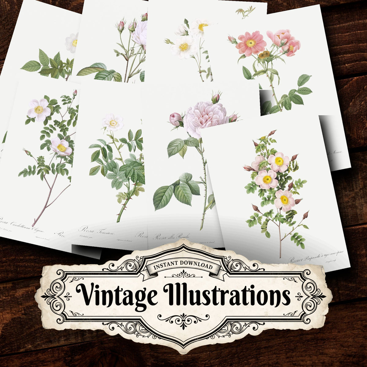 Collage of Floral vintage illustrations, printable digital download