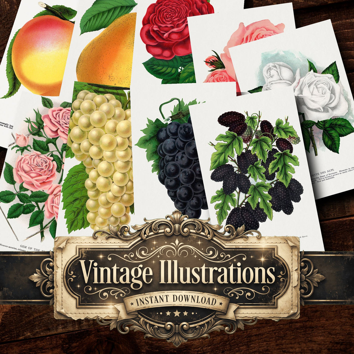 Folio Of Botanical Specimen Vintage Prints