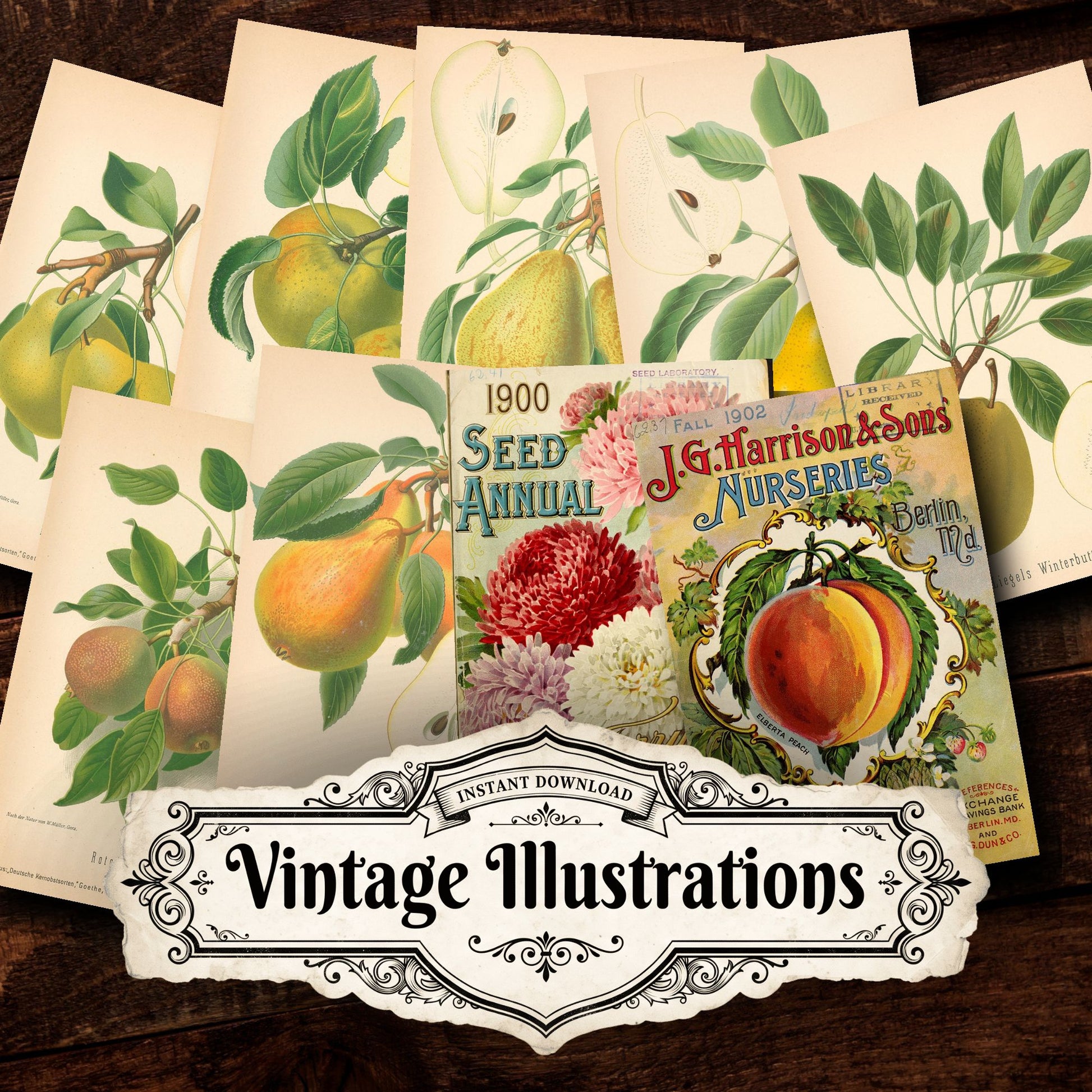 Fruit And Vegetables Vintage Prints