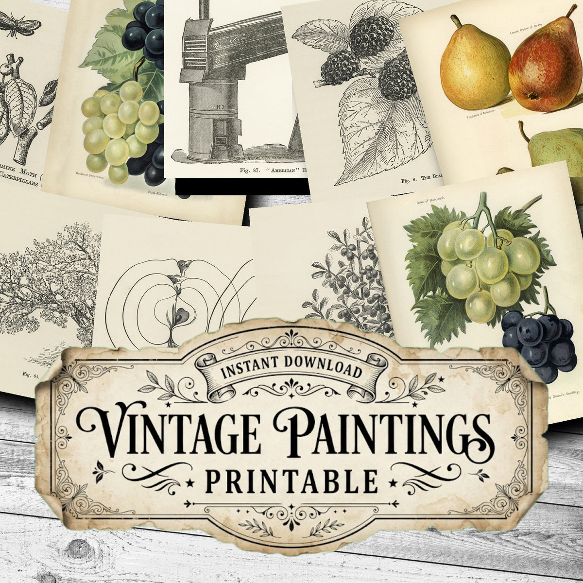 The Fruit Grower'S Guide Vintage Paintings