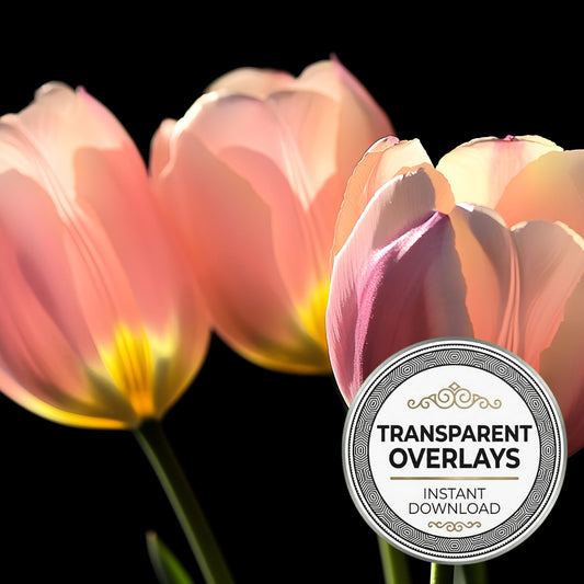Tulip Blooms Transparent Overlay Pngs