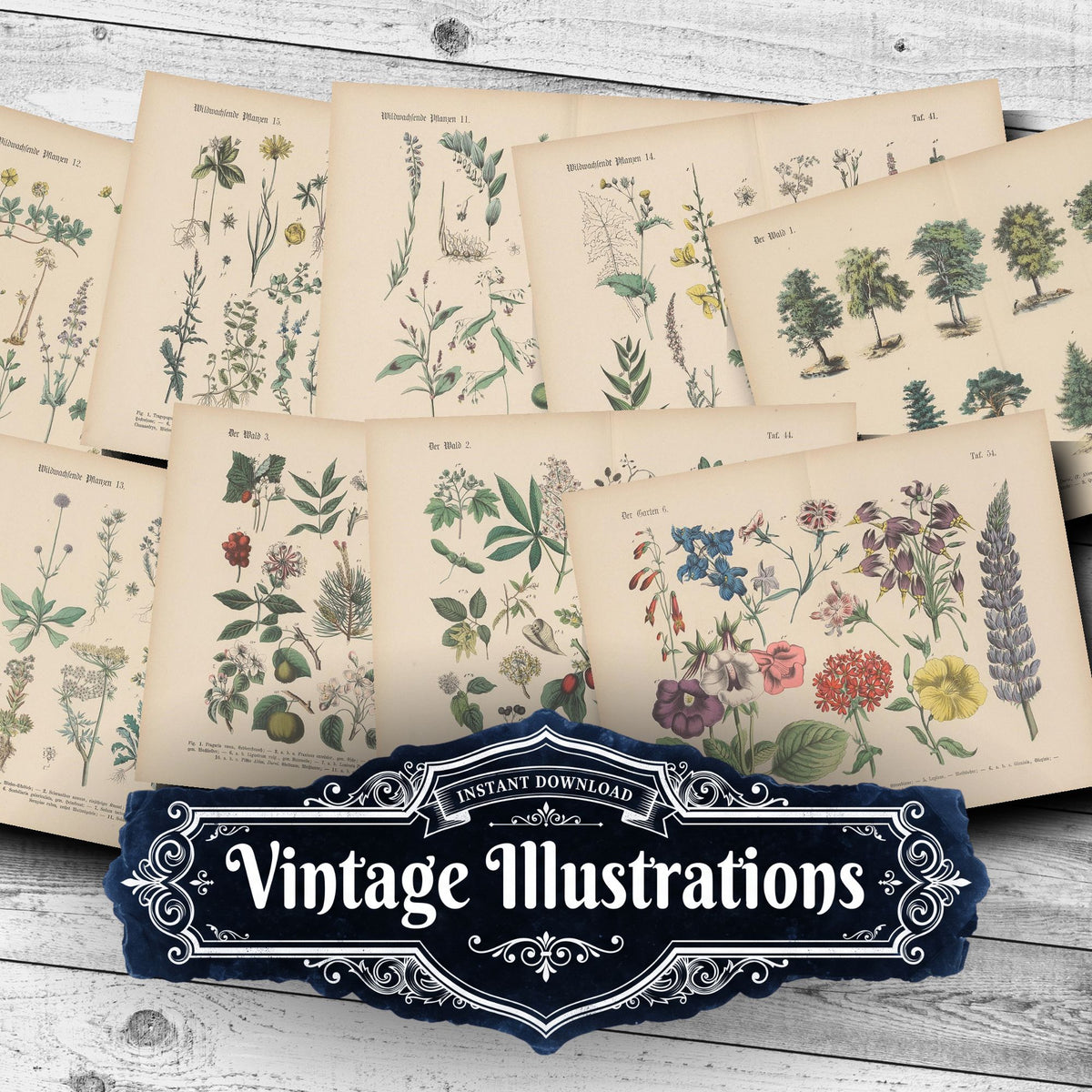 Vintage Botanical Vintage Prints