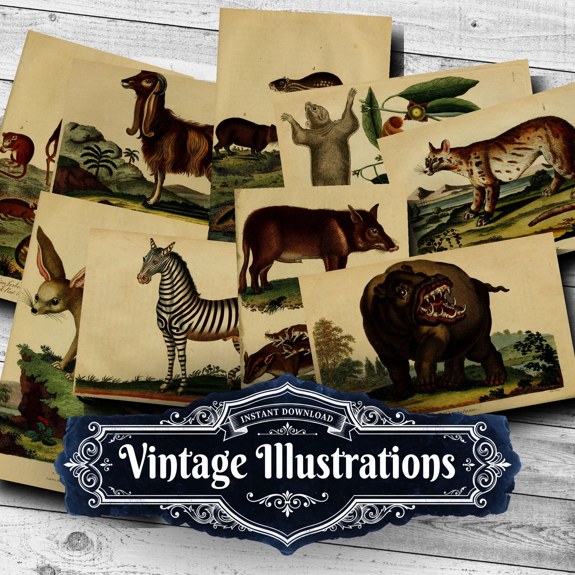 Wildlife Vintage Prints