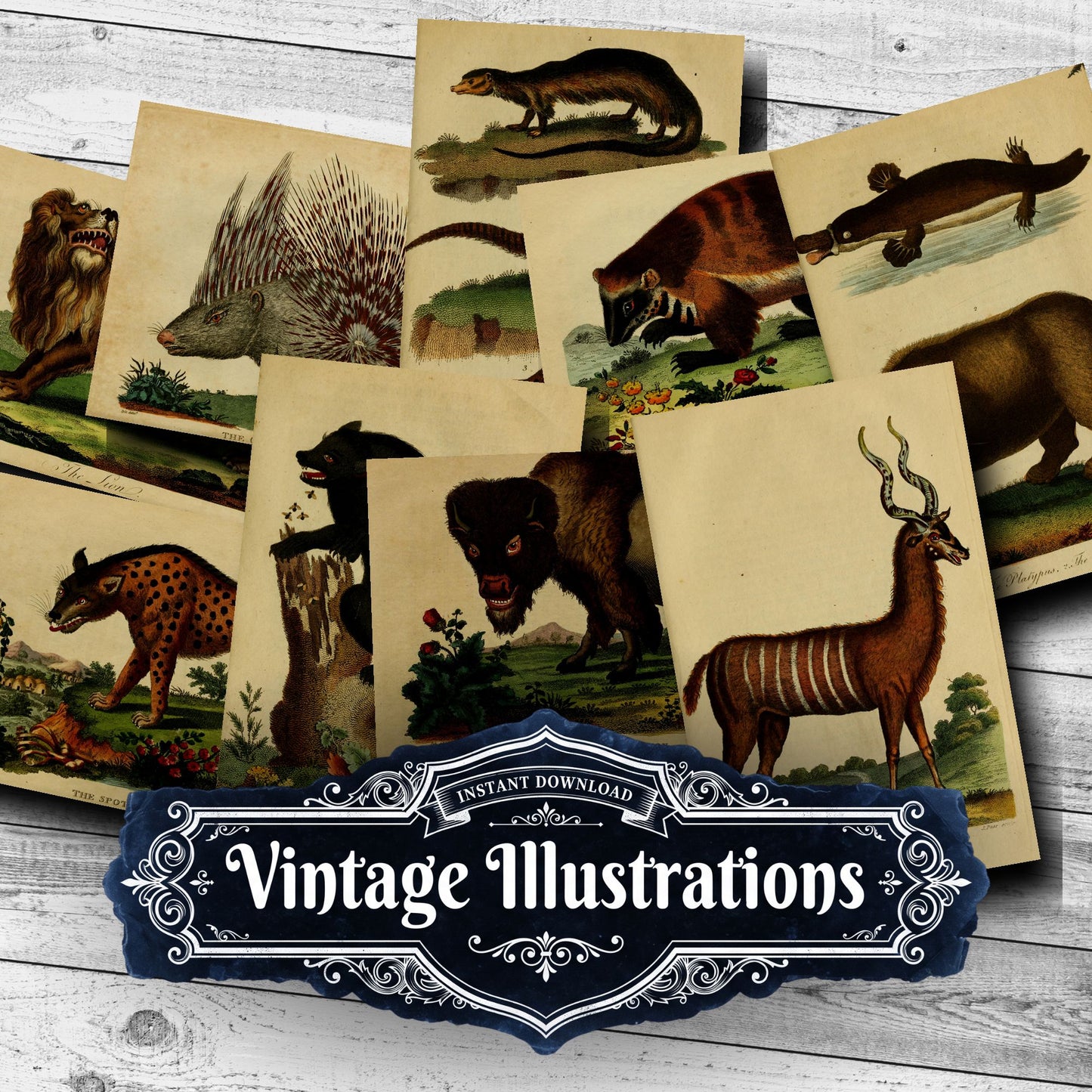 Wildlife Vintage Prints