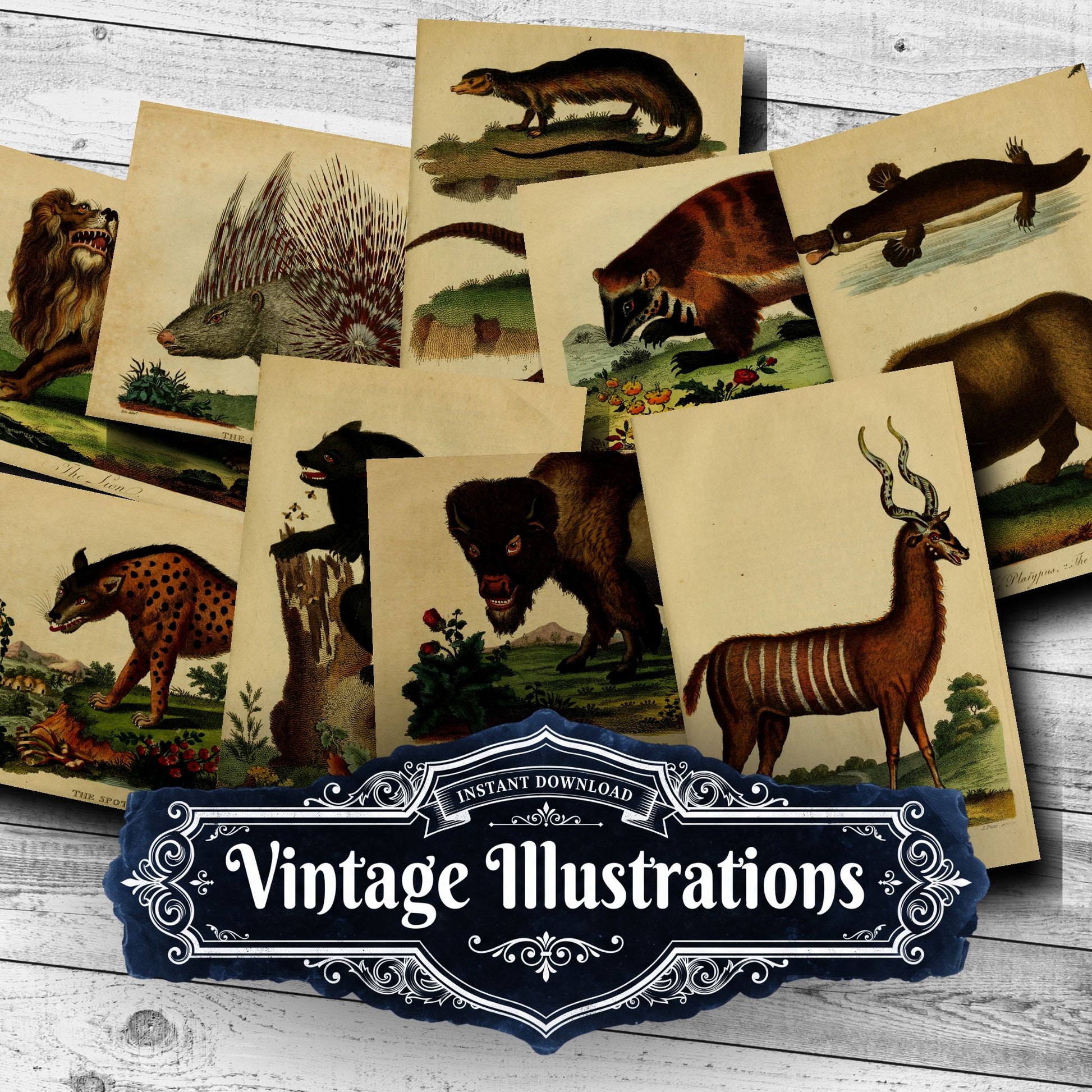 Wildlife Vintage Prints