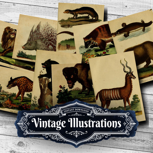 Wildlife Vintage Prints